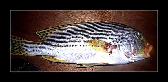 Image of Diagonal banded sweetlips