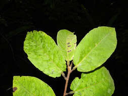 Image of Apeiba tibourbou Aubl.