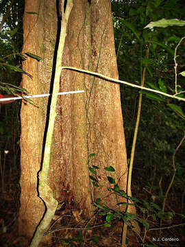 Synsepalum cerasiferum (Welw.) T. D. Penn. resmi