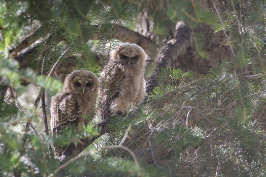 Image of Mexican Spotted Owl