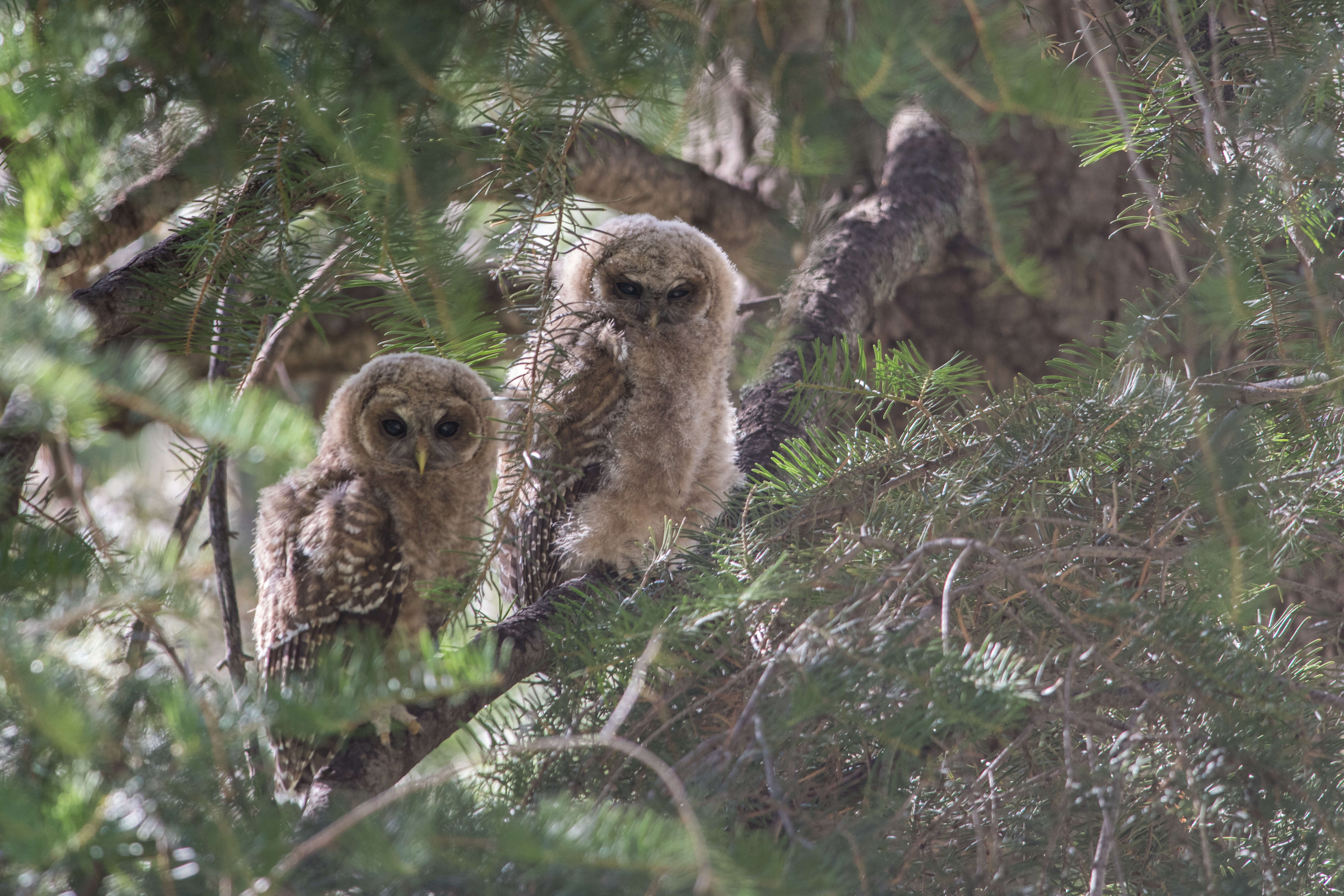 Image of Spotted Owl