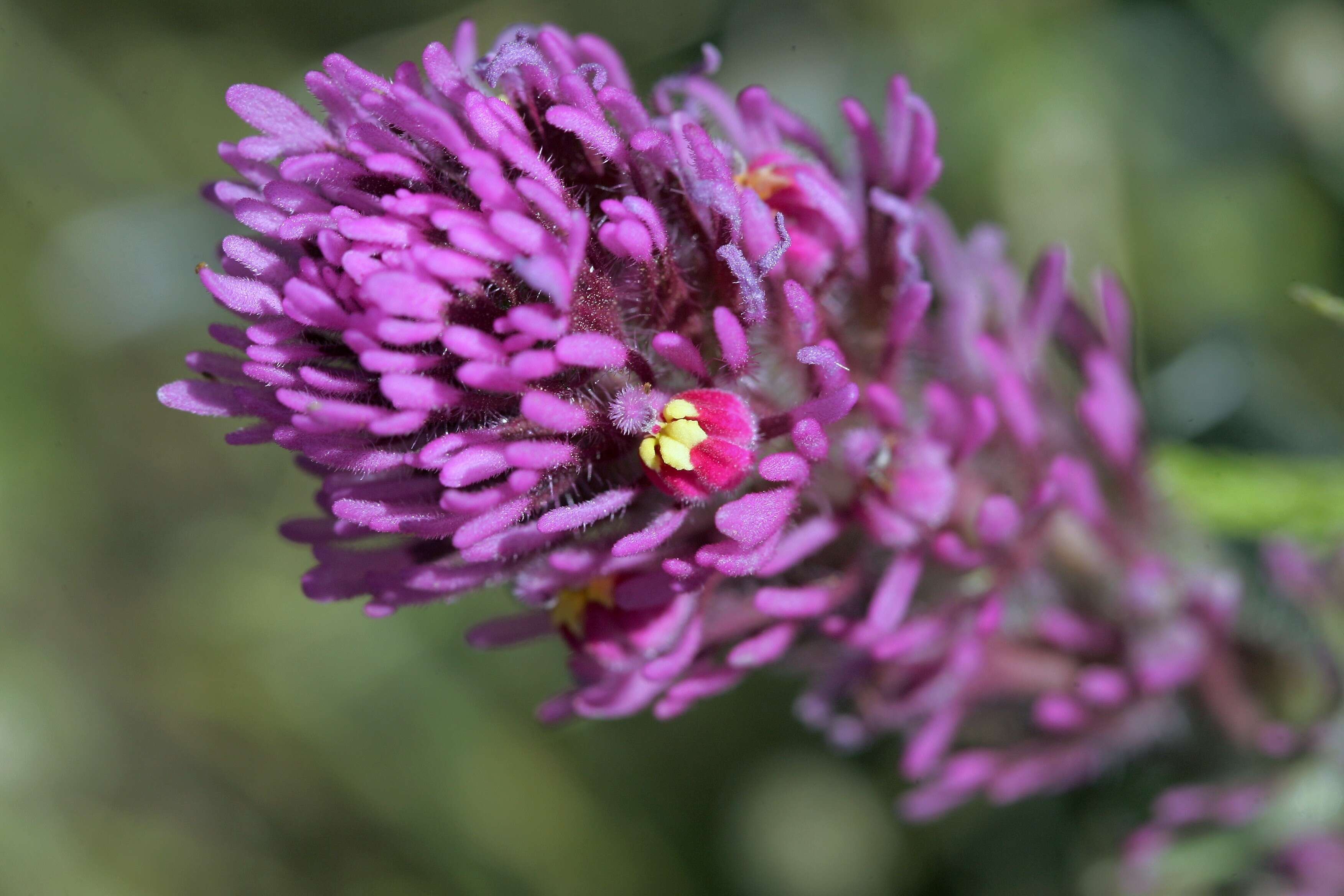 Image of exserted Indian paintbrush