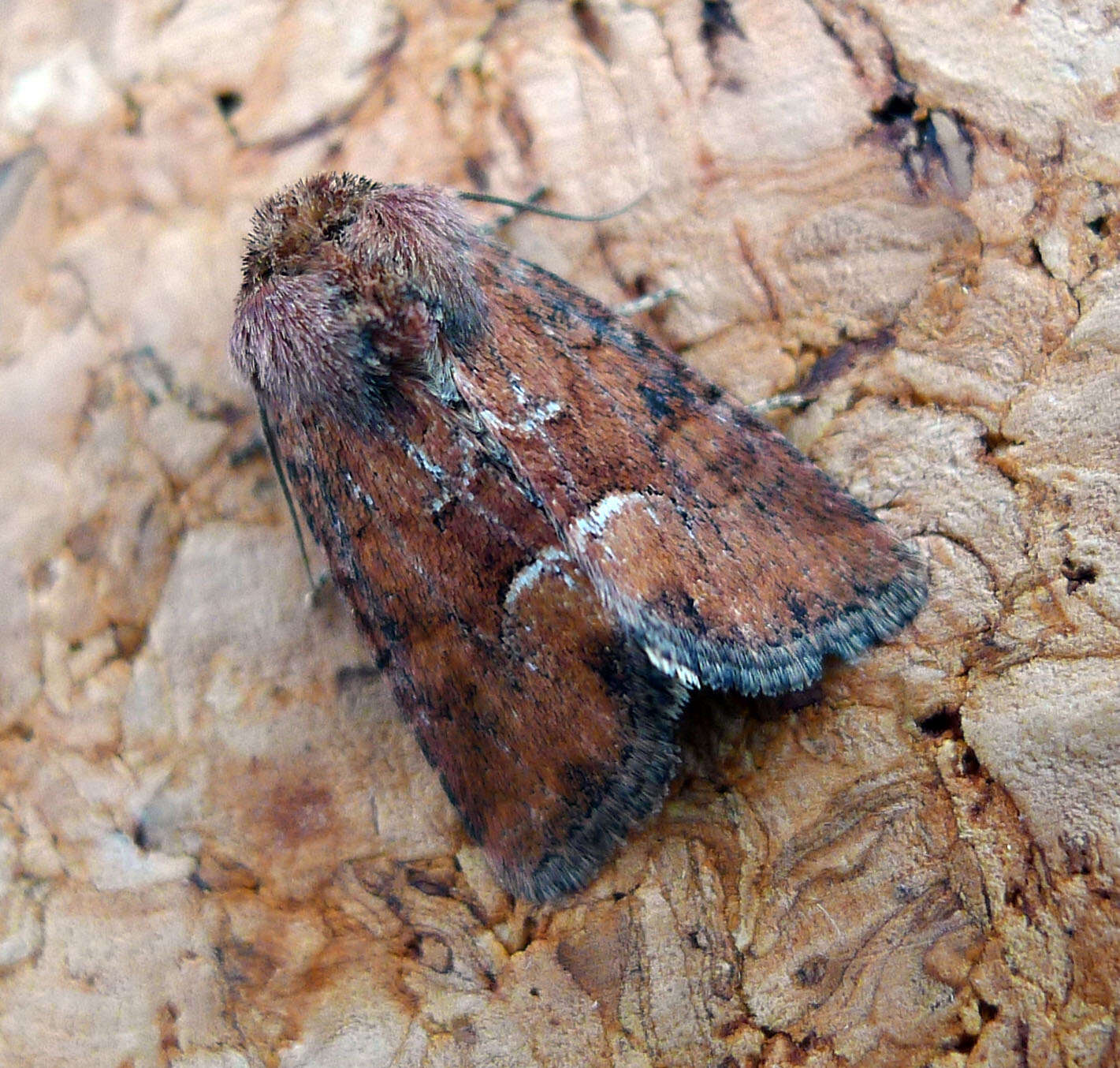 Слика од Oligia fasciuncula Haworth 1809