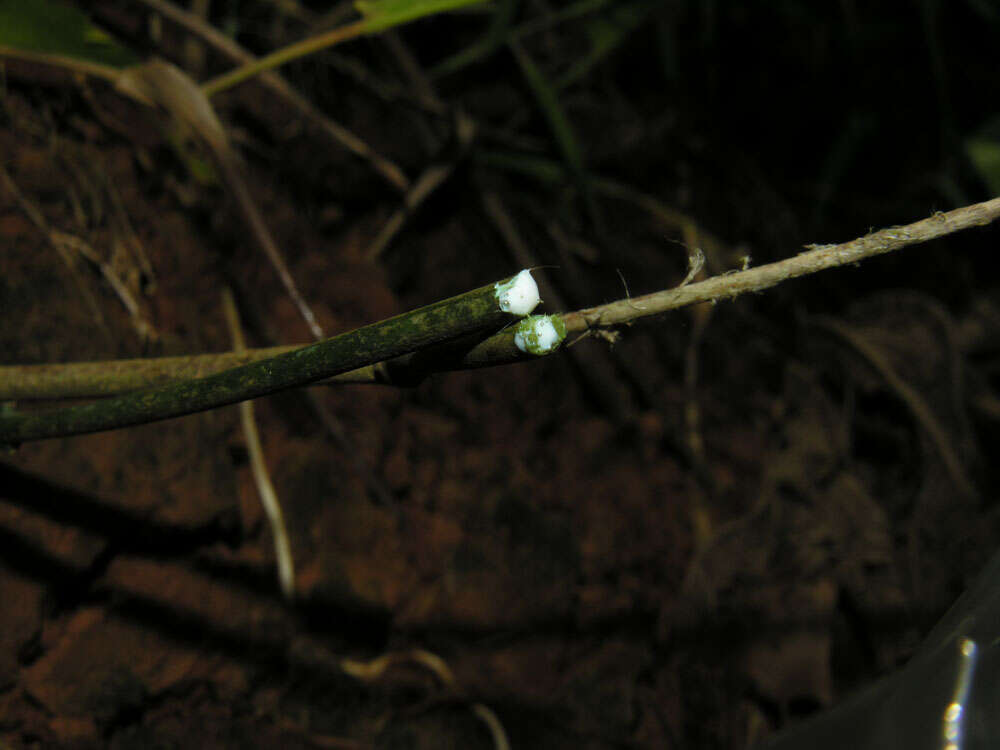 Tassadia obovata Decne.的圖片