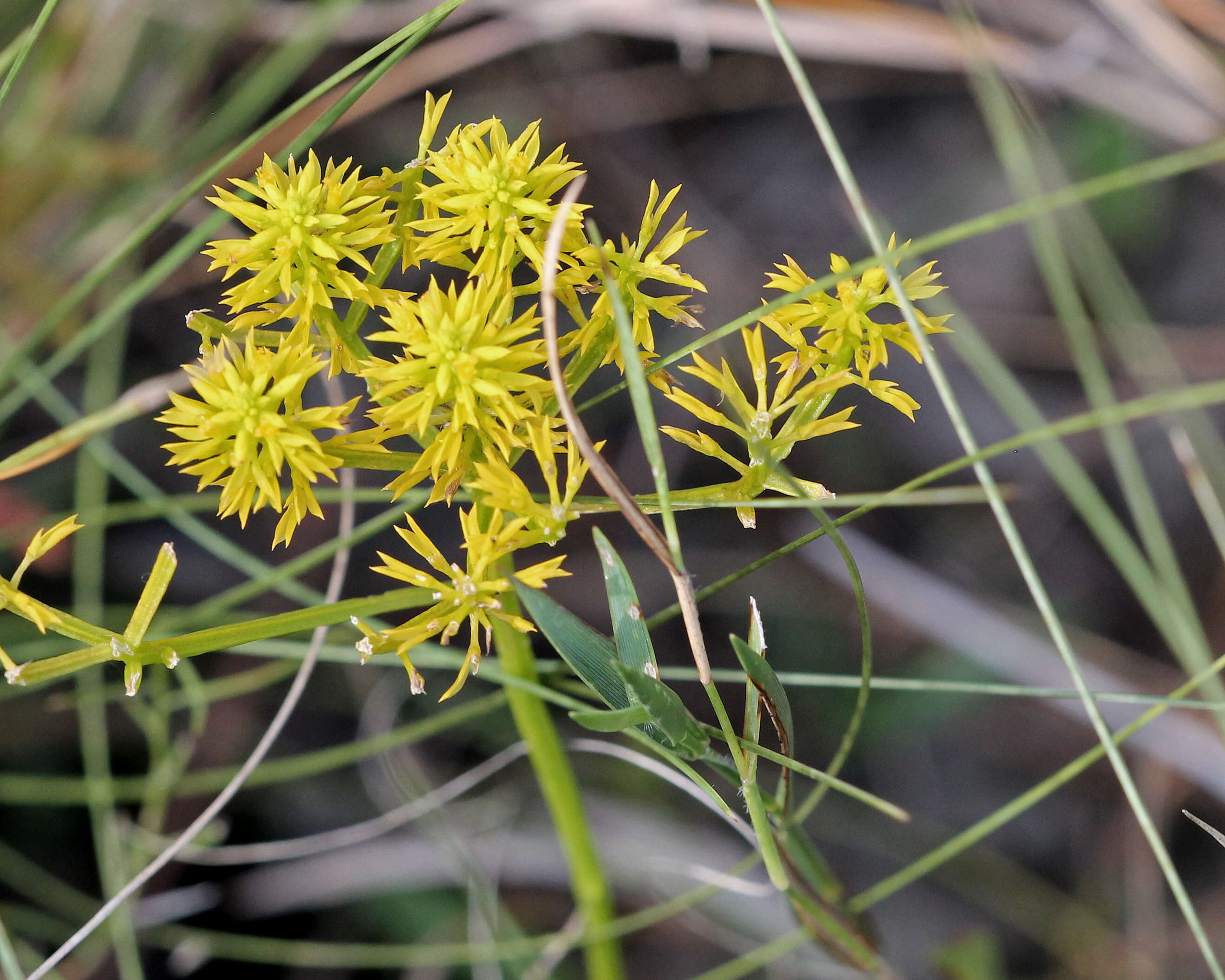 Image of low pinebarren milkwort