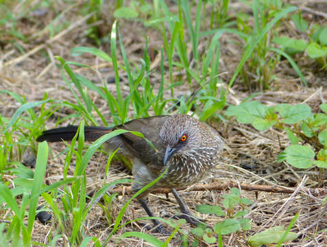 Image of Arrow-marked Babbler