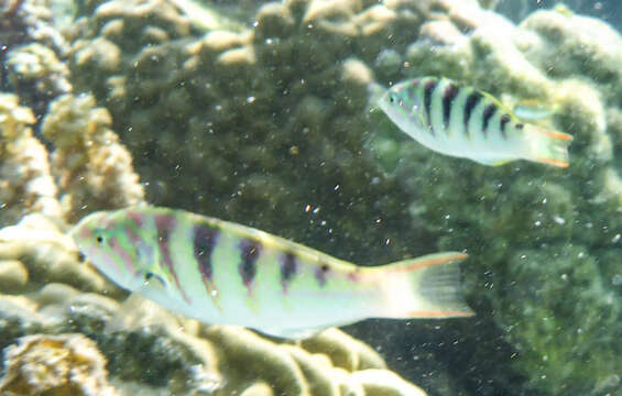 Image of Parrotfish