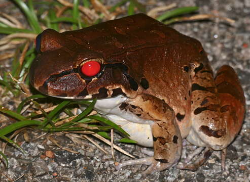 Image of Leptodactylus knudseni Heyer 1972