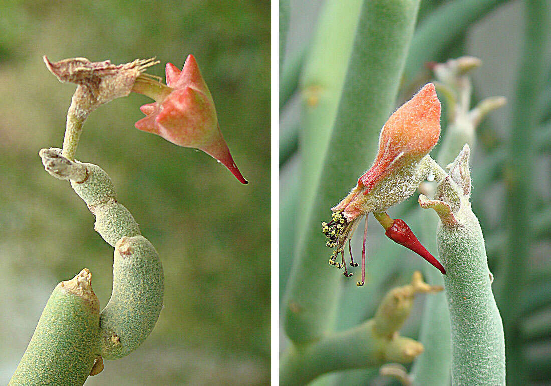 Sivun Euphorbia lomelii V. W. Steinm. kuva
