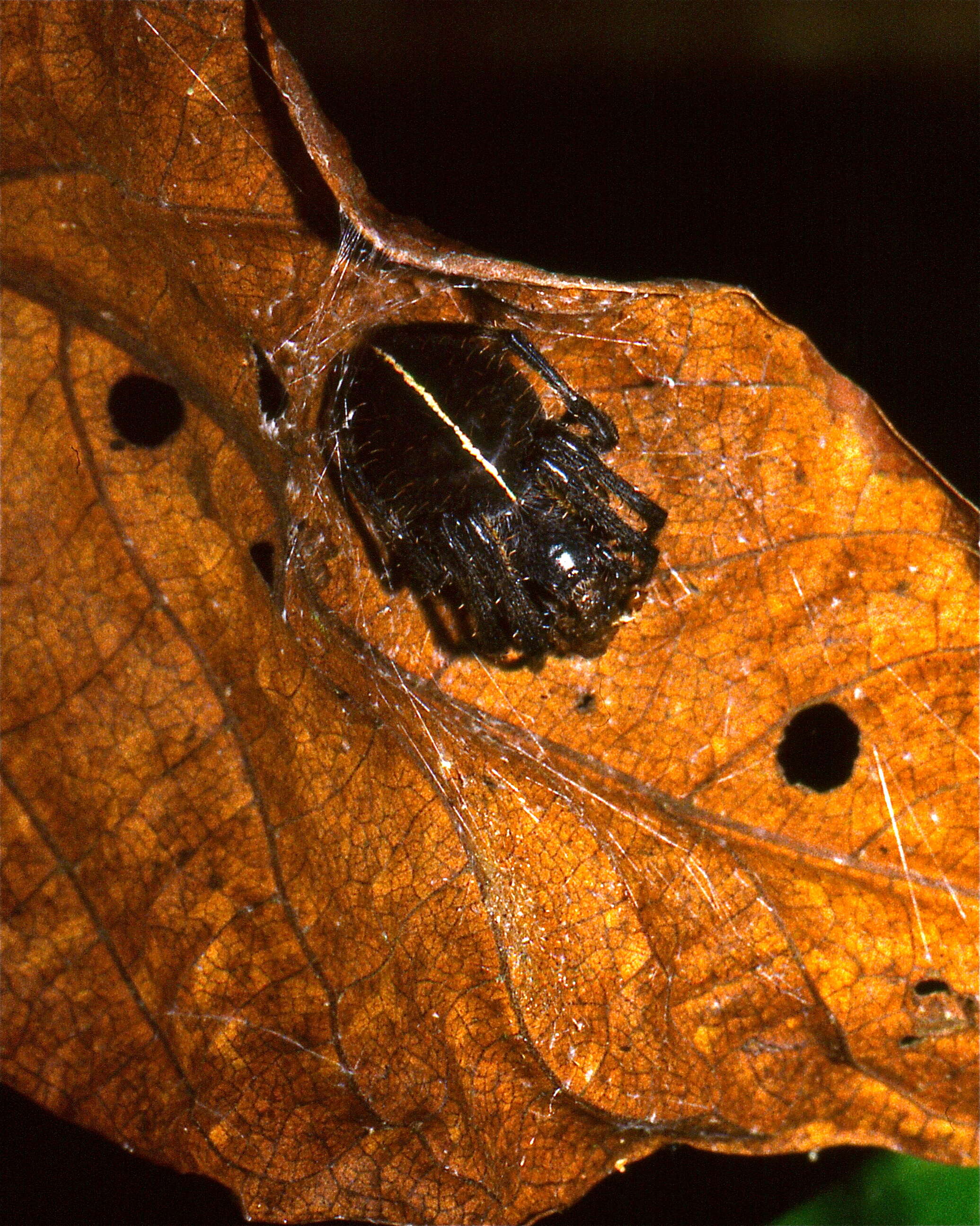 Image of Eriophora fuliginea (C. L. Koch 1838)