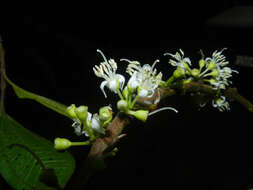 Image of Henriettea seemannii (Naud.) L. O. Williams