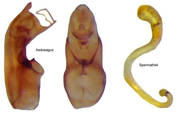 Image of Oxypoda (Disochara) procerula Mannerheim 1830