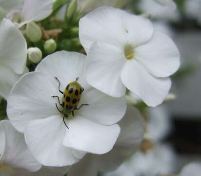 Image of Spotted Cucumber Beetle