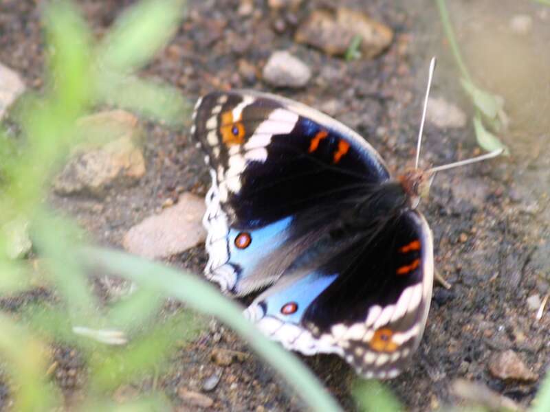 Plancia ëd Junonia orithya Linnaeus 1764