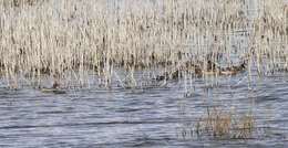 Image of Green-winged Teal