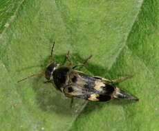 Image of tumbling flower beetle