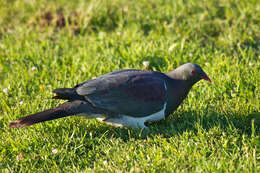 Image of Kererū