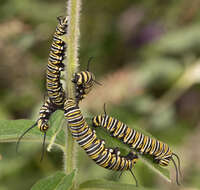 Image of Monarch Butterfly