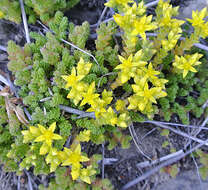 Image of stonecrop