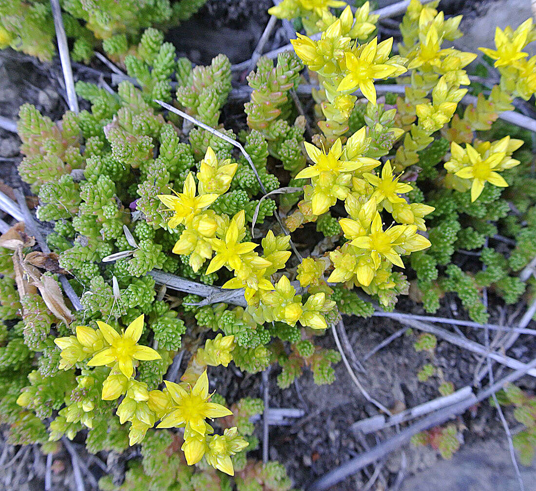 Image of Biting Stonecrop