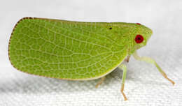 Image of acanaloniid planthoppers