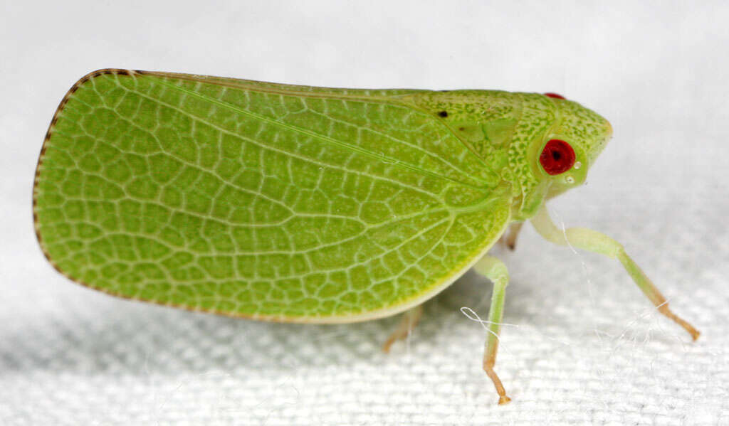 Image of Green Coneheaded Planthopper