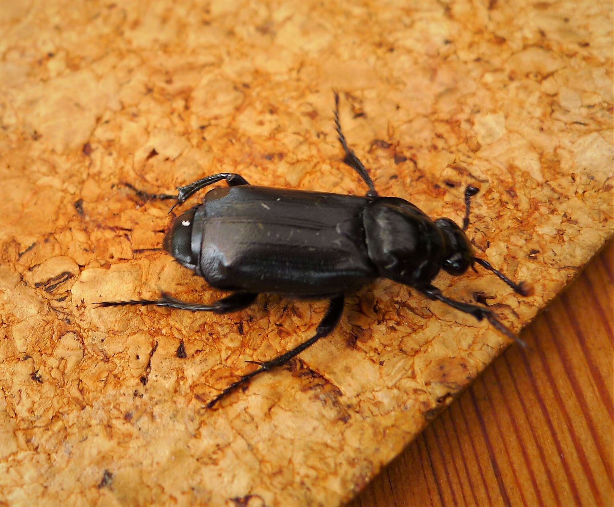 Nicrophorus resmi