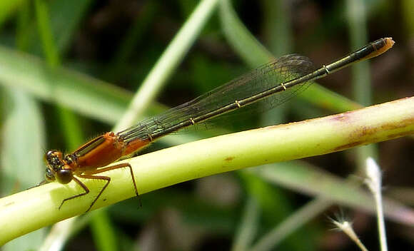 Image of Rambur's Forktail