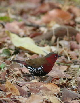 Image of Peters's Twinspot