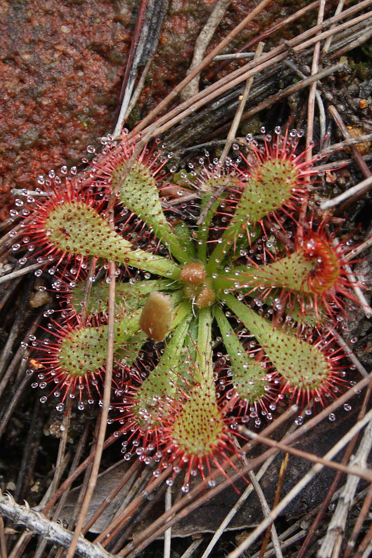 Image of spoonleaf sundew