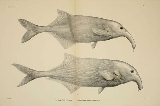 Image of Campylomormyrus elephas (Boulenger 1898)