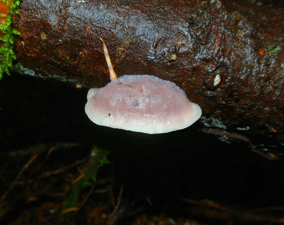 صورة Leptoporus mollis (Pers.) Quél. 1886