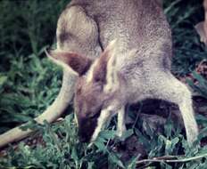 Image of wallaby