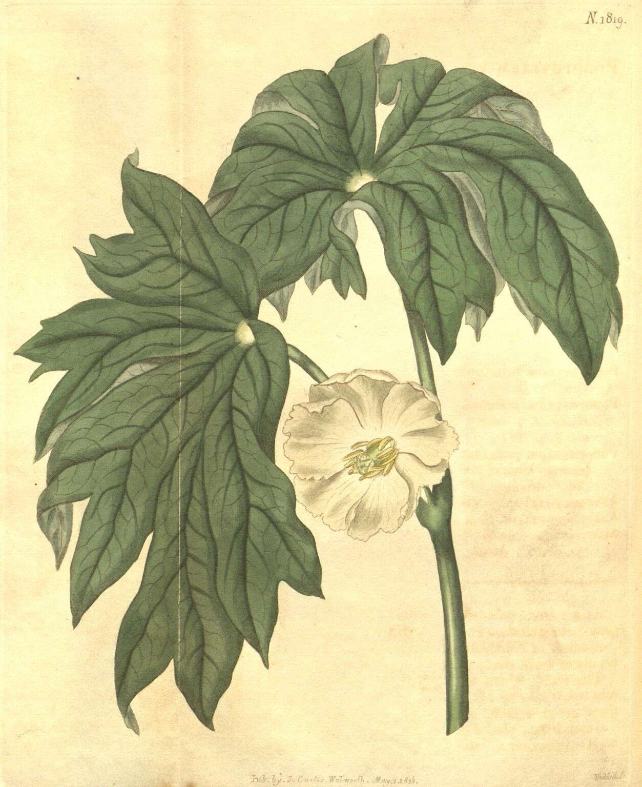 Image of mayapple