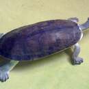 Image of Branderhort's Snapping Turtle