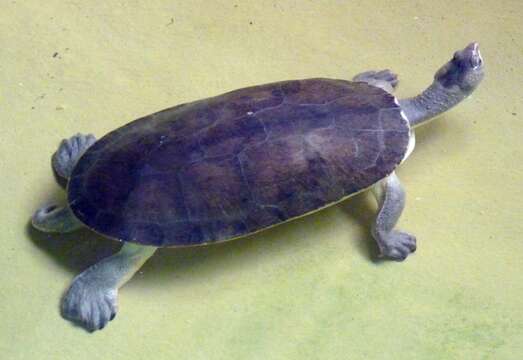 Image of Branderhort's Snapping Turtle