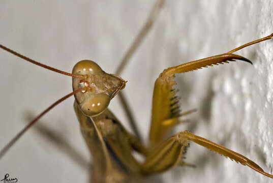 Image of Mantis