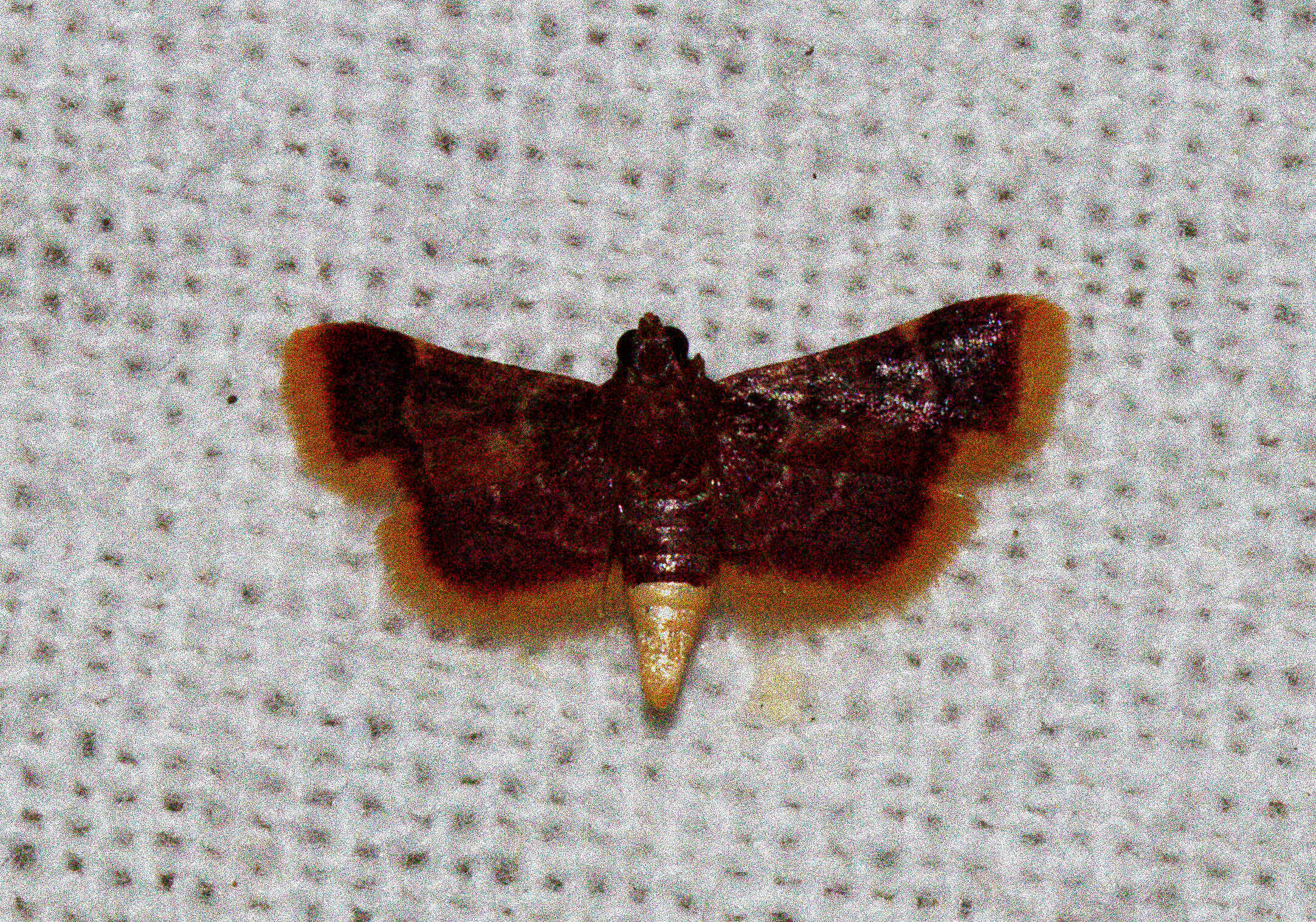 Image of Hypsopygia postflava Hampson 1893