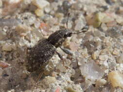 Image of Clover Root Weevil