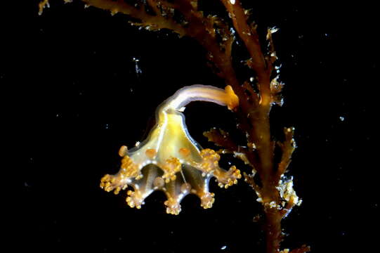 Image of stalked jellyfish