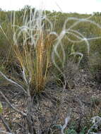 Image of Stipa