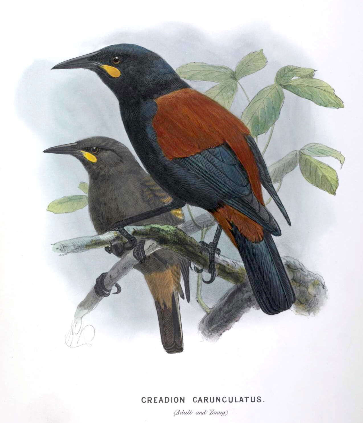 Image of Philesturnus Geoffroy Saint-Hilaire & I 1832