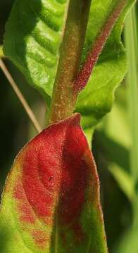 Image of evening primrose