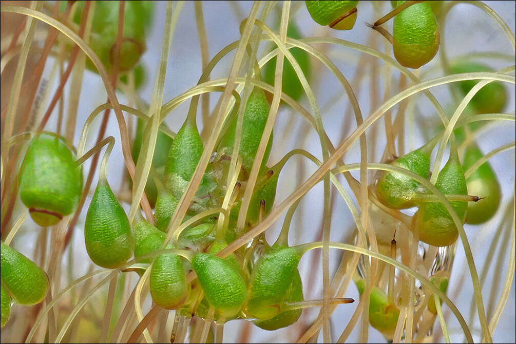 Image of Funariaceae