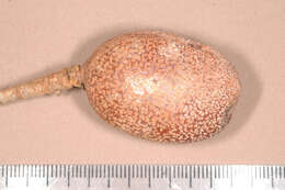 Image of hymenaea