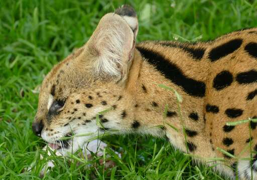 Image of Serval (cat)