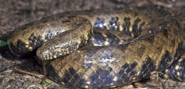 Image of Mangrove Water Snake
