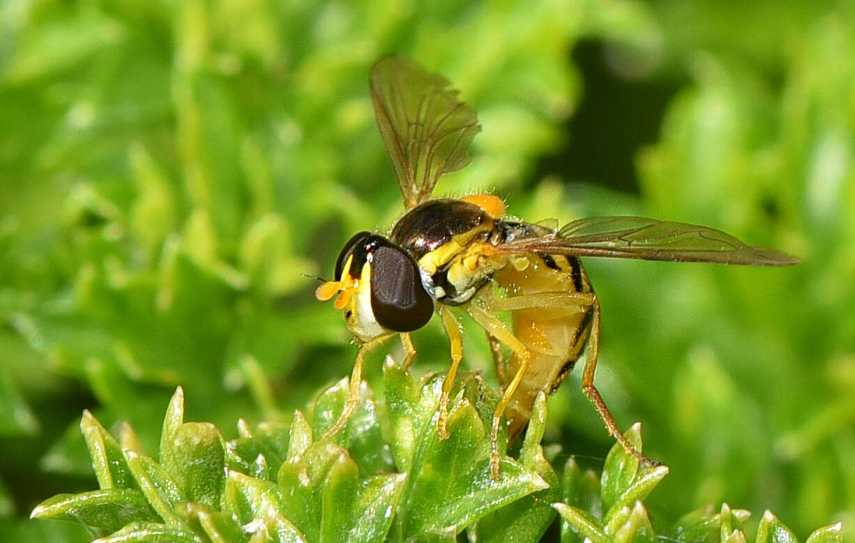 Image of Sphaerophoria macrogaster (Thomson 1869)