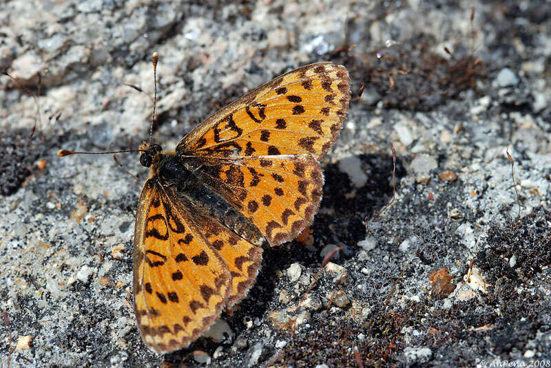 Image of Melitaea