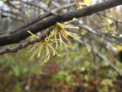 Image of Witch-hazel